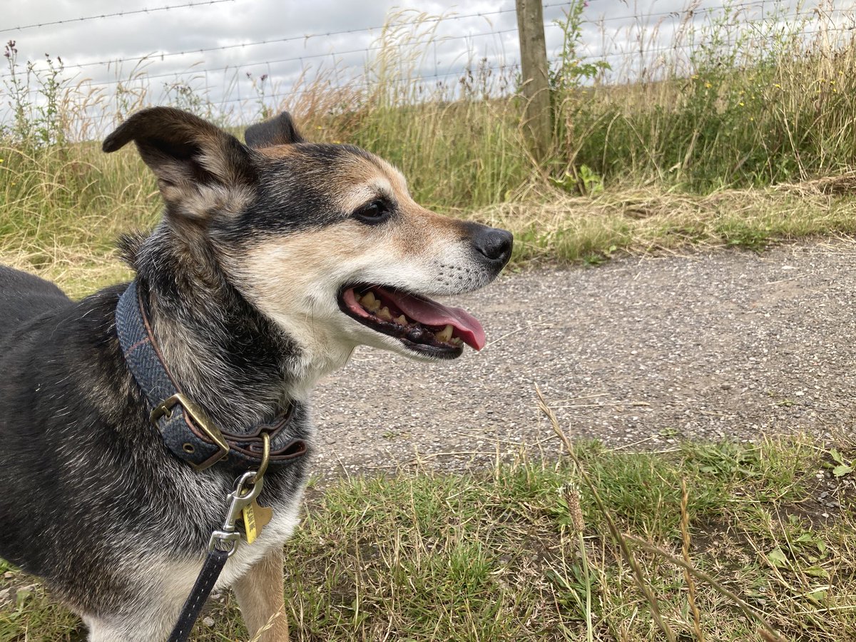WalkingMunro's tweet photo. Lovely walk around Lunt Meadows Natural Reserve this morning. Lovely place on our doorstep. https://t.co/tlphQ1X05P