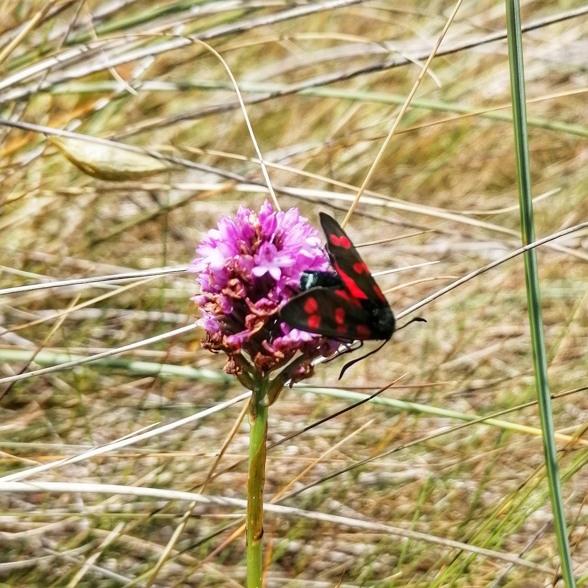 It's that time of year again, #DNADynamo #icon spotting at #Aberffraw today
