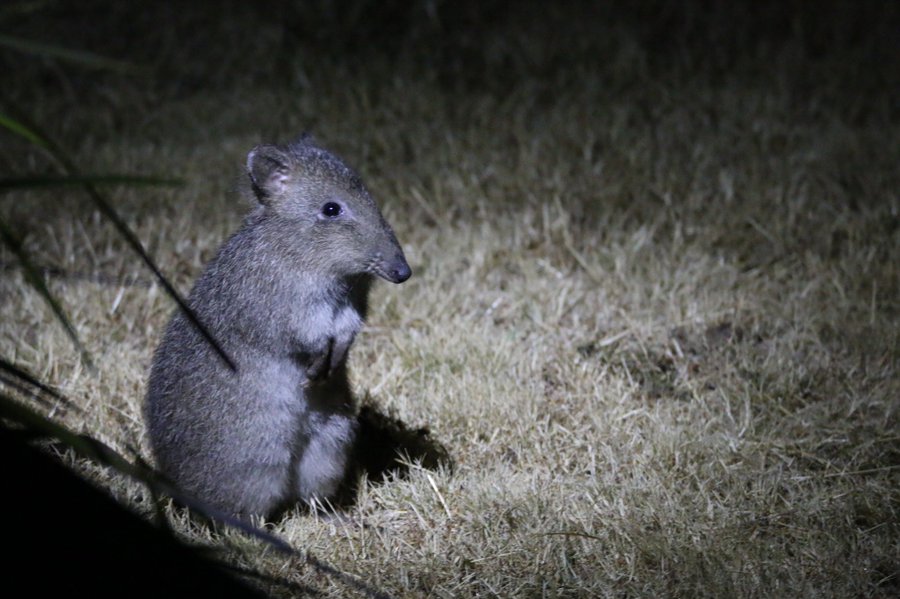 Catherine Young (@catmyoung) on Twitter photo <a href="/JWhiteWildlife/">John White Wildlife</a> I always describe long nosed potaroos as Wombles 🙂 hardly anyone knows what I'm talking about though
Pic: <a href="/davidghamilton1/">Dr David Hamilton</a> <a href="/JWhiteWildlife/">John White Wildlife</a> I always describe long nosed potaroos as Wombles 🙂 hardly anyone knows what I'm talking about though
Pic: <a href="/davidghamilton1/">Dr David Hamilton</a>