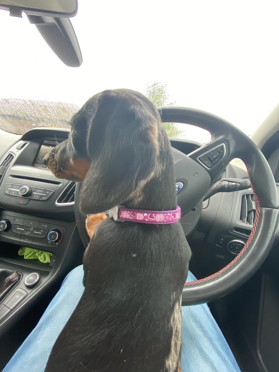 CSausagedogs's tweet image. Let’s go