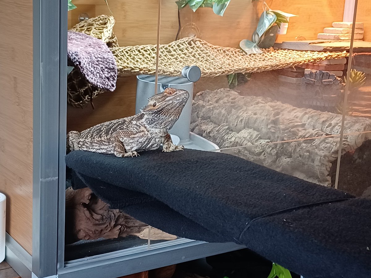 pseudo_dragon's tweet photo. When they want to come out of their enclosure so they can sit in their window, but they don't want to admit it, because they're shedding and cranky. XD
#pseudothedragon #pseudodragon #pseudo #dragon #beardeddragon #cranky #beardie #shedding #lizard #spoiledlizard https://t.co/wT2RQgTEPg