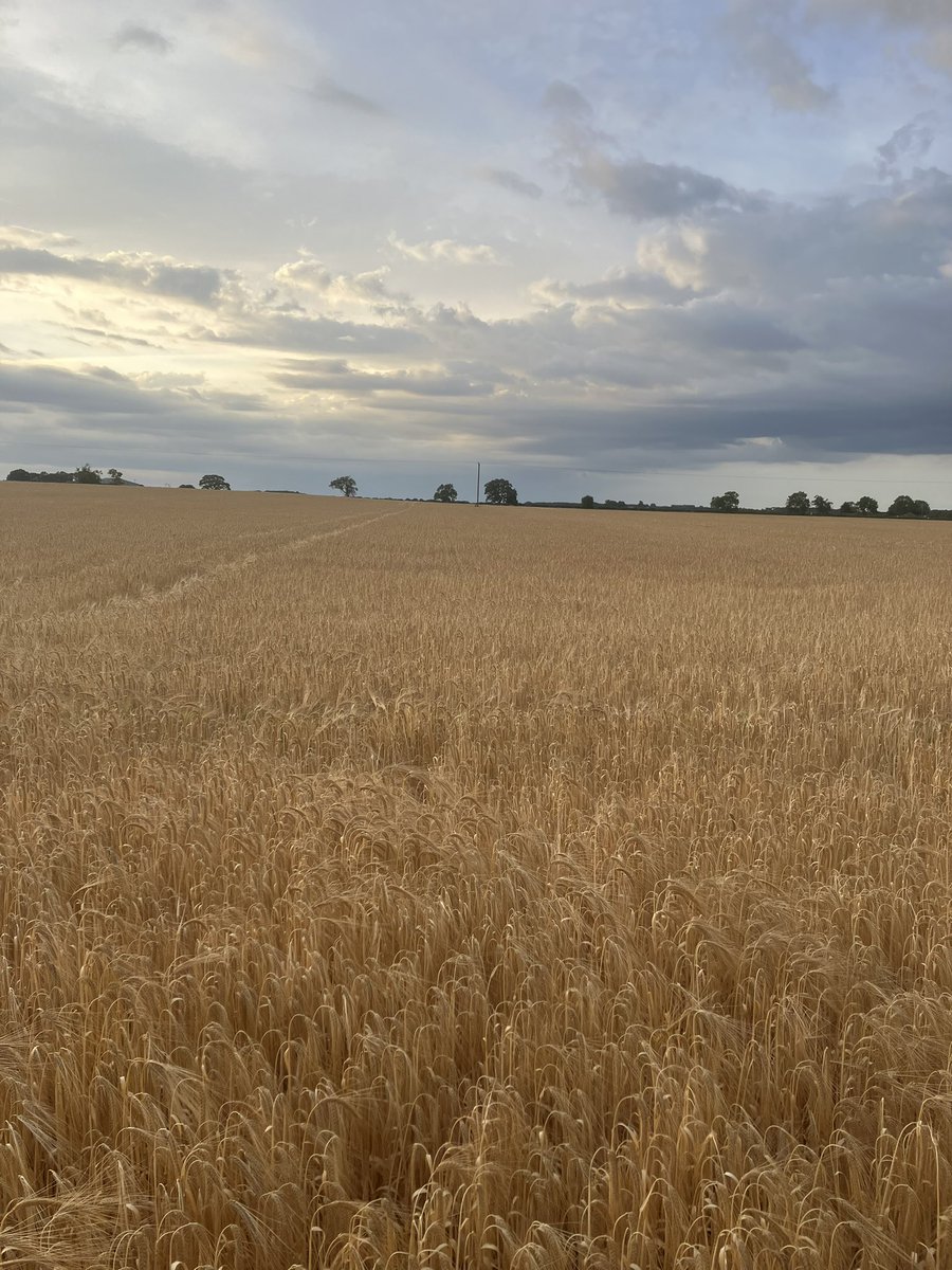 mottram_harry's tweet photo. Looking for anyone interested in winter/spring barley straw out the swath in exchange for pig/poultry/cattle FYM. Big fields, 30ft swaths, combining due to start later this week.📍 Coleby Heath, Lincoln LN5. 📞 07970595046. https://t.co/QSJMwdRDYh