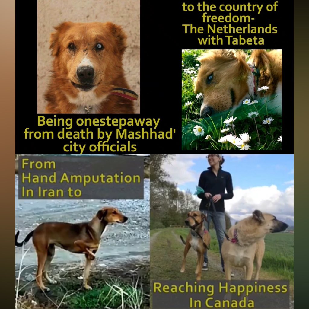 Hello, great fam...Tabeta and Ava #NFTs will be listed on the opensea as soon as possible...if you haven't watched the videos of their happiness and reaching a deserved life yet, click on the below link 
luckydogs-nft.com/videos
Thank you for your love and your supporting♥️