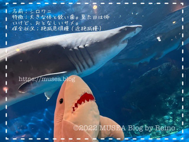 サメ好き Twitter Search Twitter