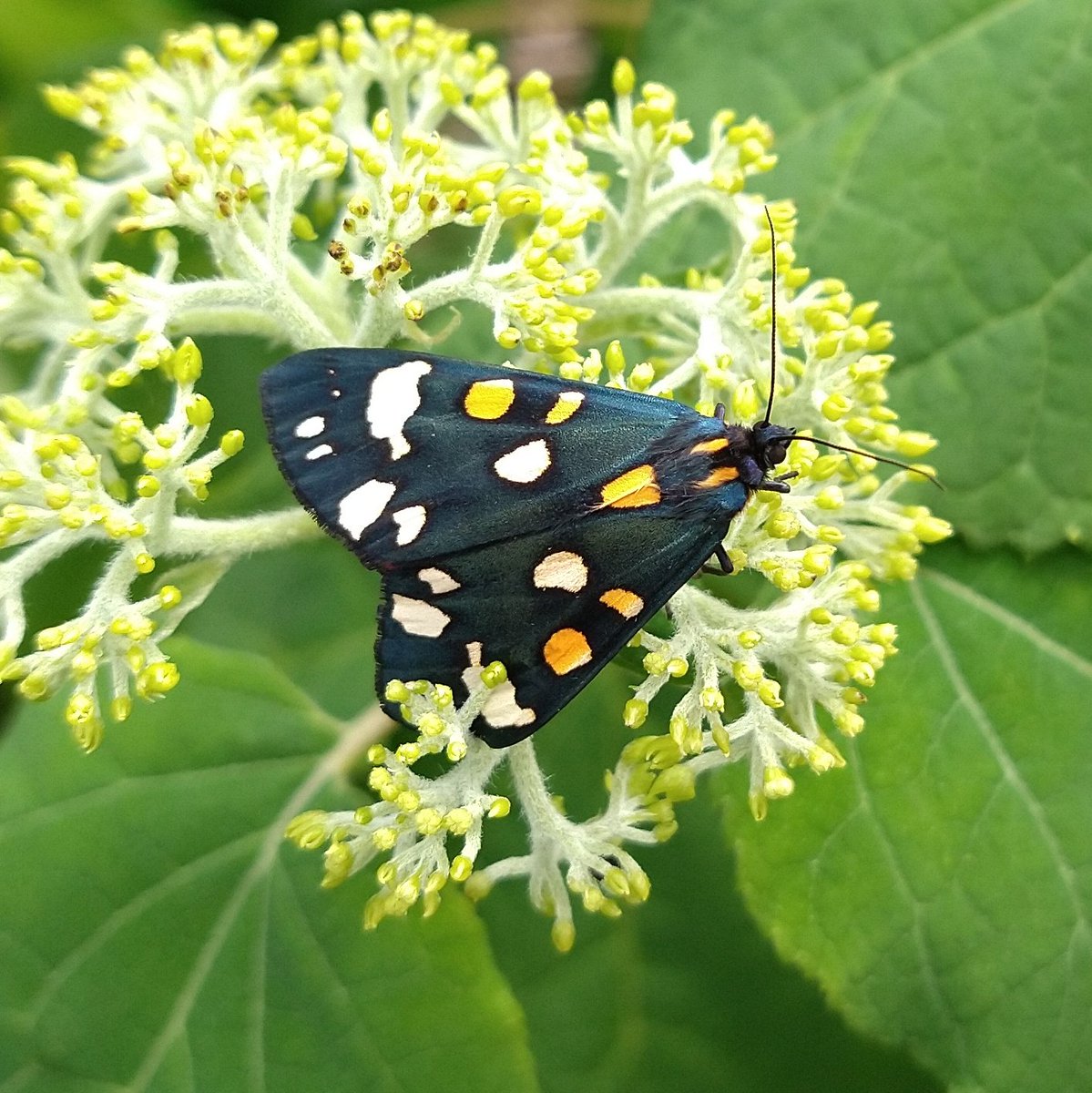 EmmaLDesigns's tweet photo. Scarlet Tiger Moth on my walk today in #shropshire The second this week. The first was in my wildflower meadow. The red underwing is so bright but hard to capture.

@ShropsWildlife @Butterfly_bros @BeccasButterfli @ukbutterflies @BritishMoths @savebutterflies https://t.co/tqZ1K3uNAV