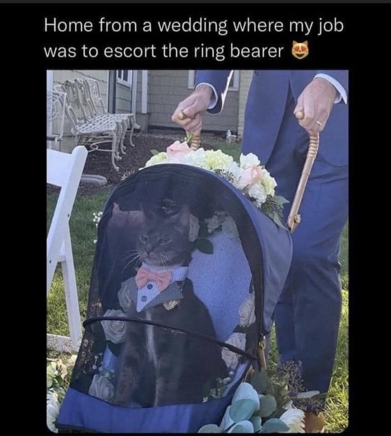 WhiskerRescueAB's tweet photo. https://t.co/qHL3ewzcnr