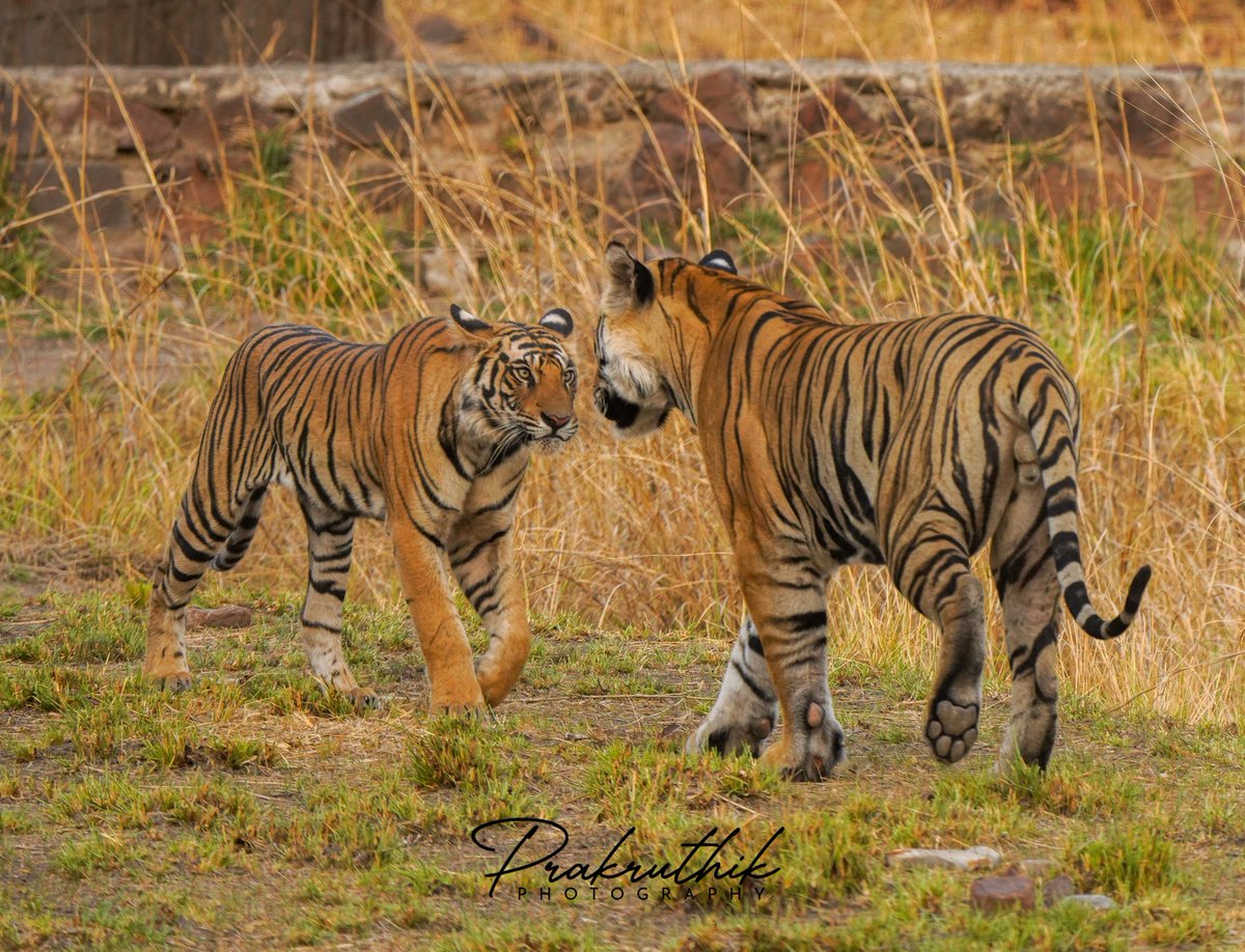 saiprakashav's tweet photo. Looking into the Eyes.... the Beautiful Beasts of Bandhavgarh....

Insta@PrakruthikPhotography
#saiprakashav #prakruthik #prakruthikphotography  
@NatureIn_Focus @Jayanth_Sharma @trikansh_sharma @ParveenKaswan @NatGeoPhotos @natgeowild @BandhavgarhTig2 @mptfs @WWF_tigers https://t.co/tMFHrDSxgq