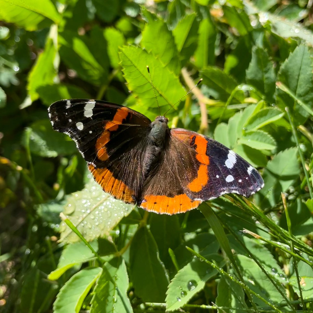 brievos's tweet photo. 🦋🐝🌸 https://t.co/vmXA9W7iGy