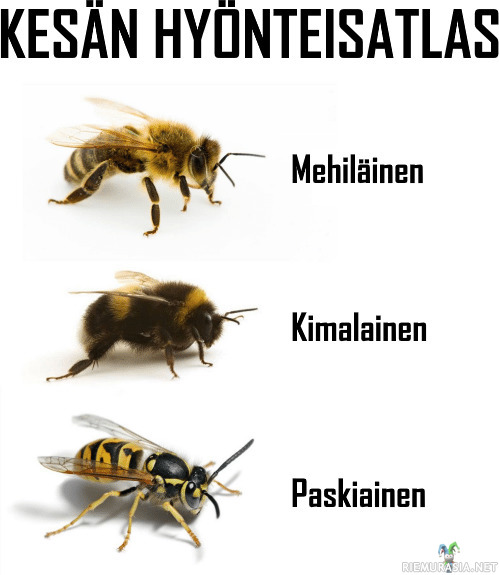 luontoinho's tweet photo. näin nämä asiat koetaan🐝
#erityinenluontosuhde https://t.co/HpH63DMBRk