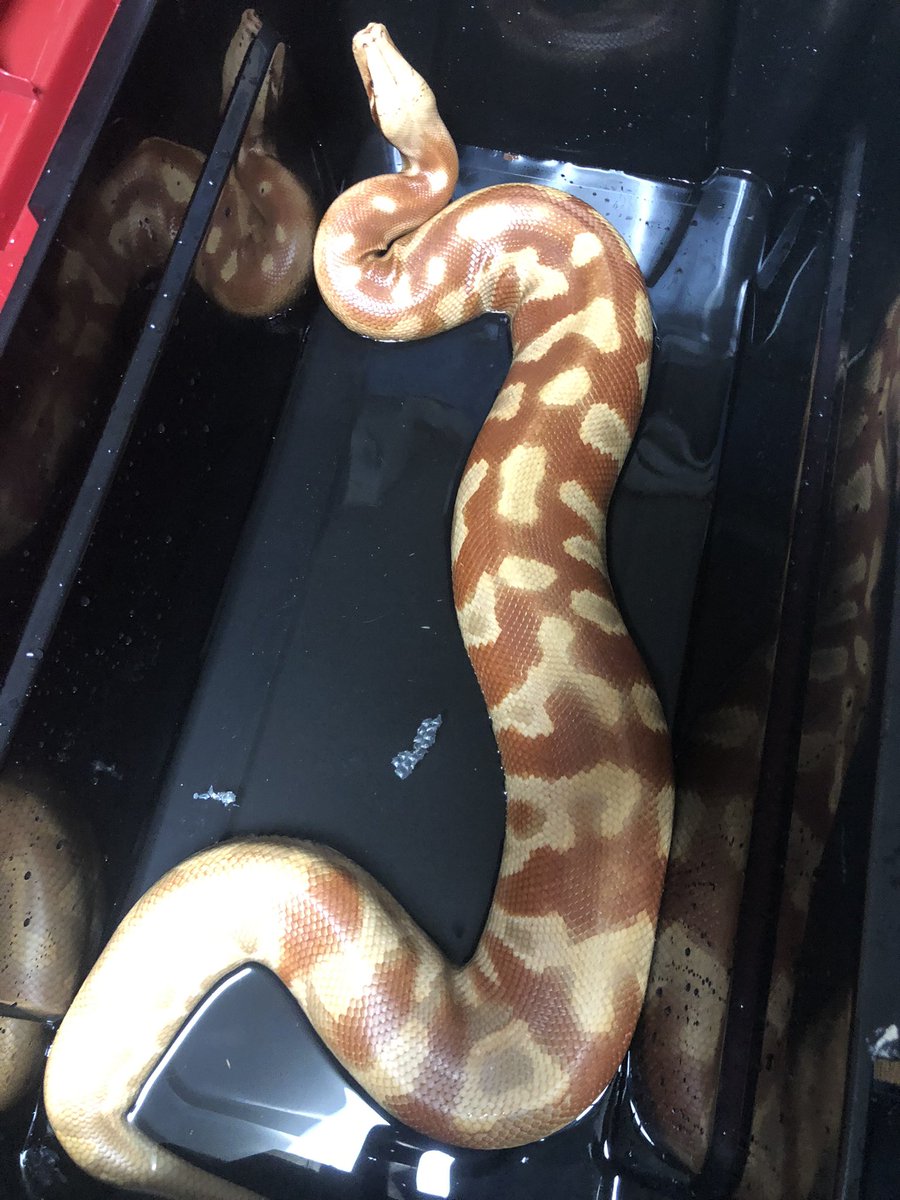 angersnake's tweet image. 寝る前見てしまったから
緊急掃除
勘弁してくれよ笑笑
＃ブラッドパイソン
＃アルビノ
＃bloodpython