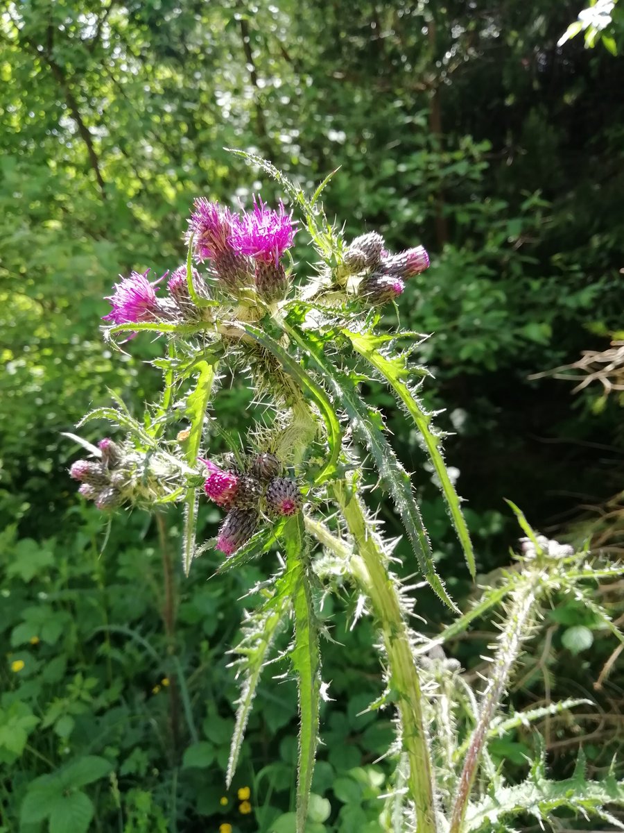 #wildflowerhour #NorthWales #CitizenRewilding