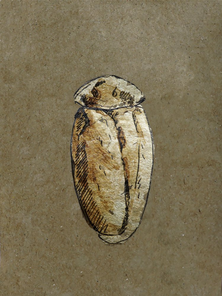 BryanJ_Romero's tweet photo. #10. LAXTA GRANICOLLIS
✨His nickname is Bark cockroach.
🌕The can measure between 6 to 8 mm.
☀️The female of this species has lacks wings while the male is winged.
1/1
50 $XTZ
⚡Link
https://t.co/CAVy6R2a66
#1of1
#InsightCollection
#Nimbo
#tezos
#nftezos
@BotTezos https://t.co/k7DxfdudHL