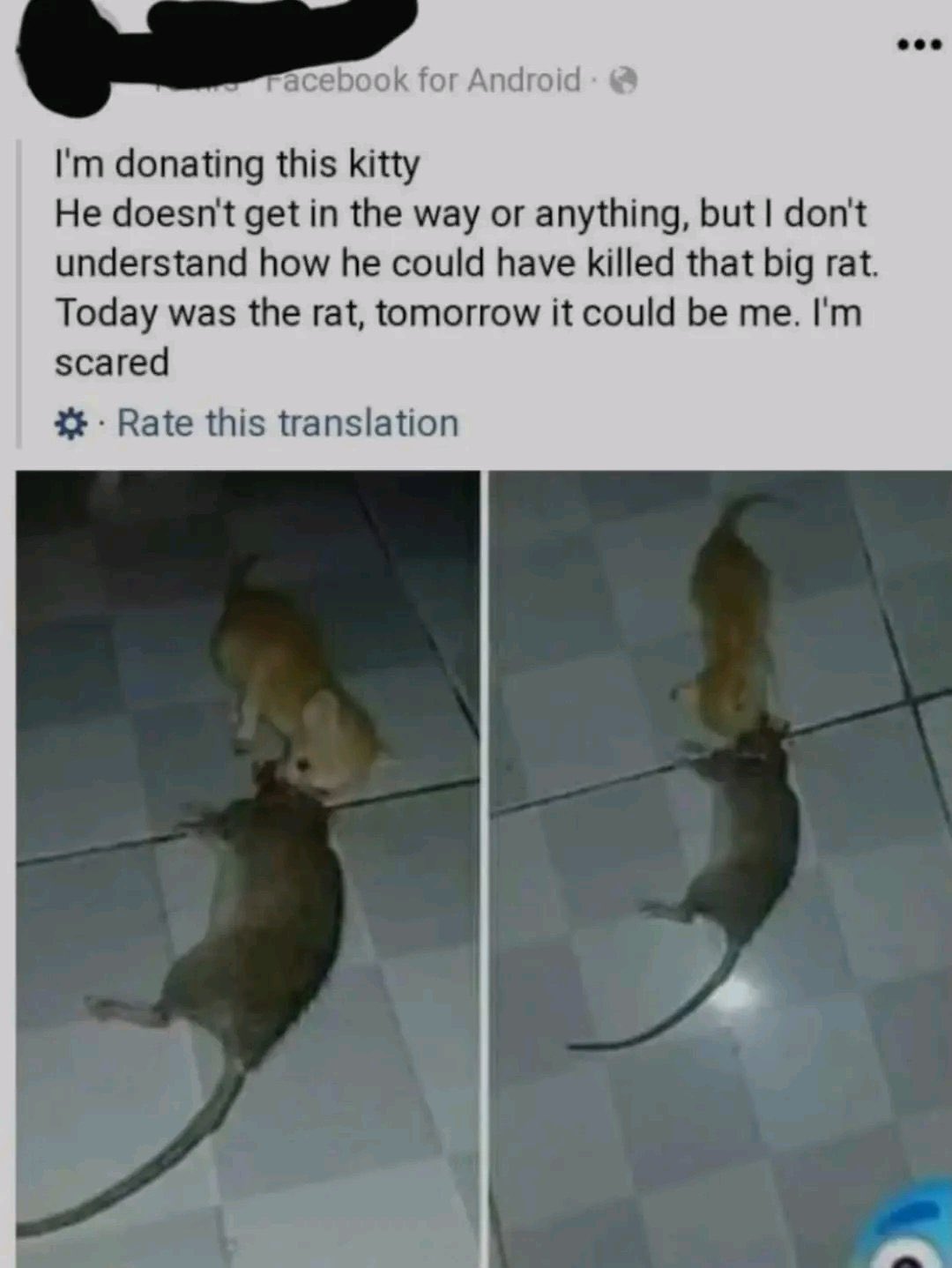 Reactions On Twitter facebook Post Cat With Giant Rat I m Donating reactions-on-twitter-facebook-post-cat-with-giant-rat-i-m-donating