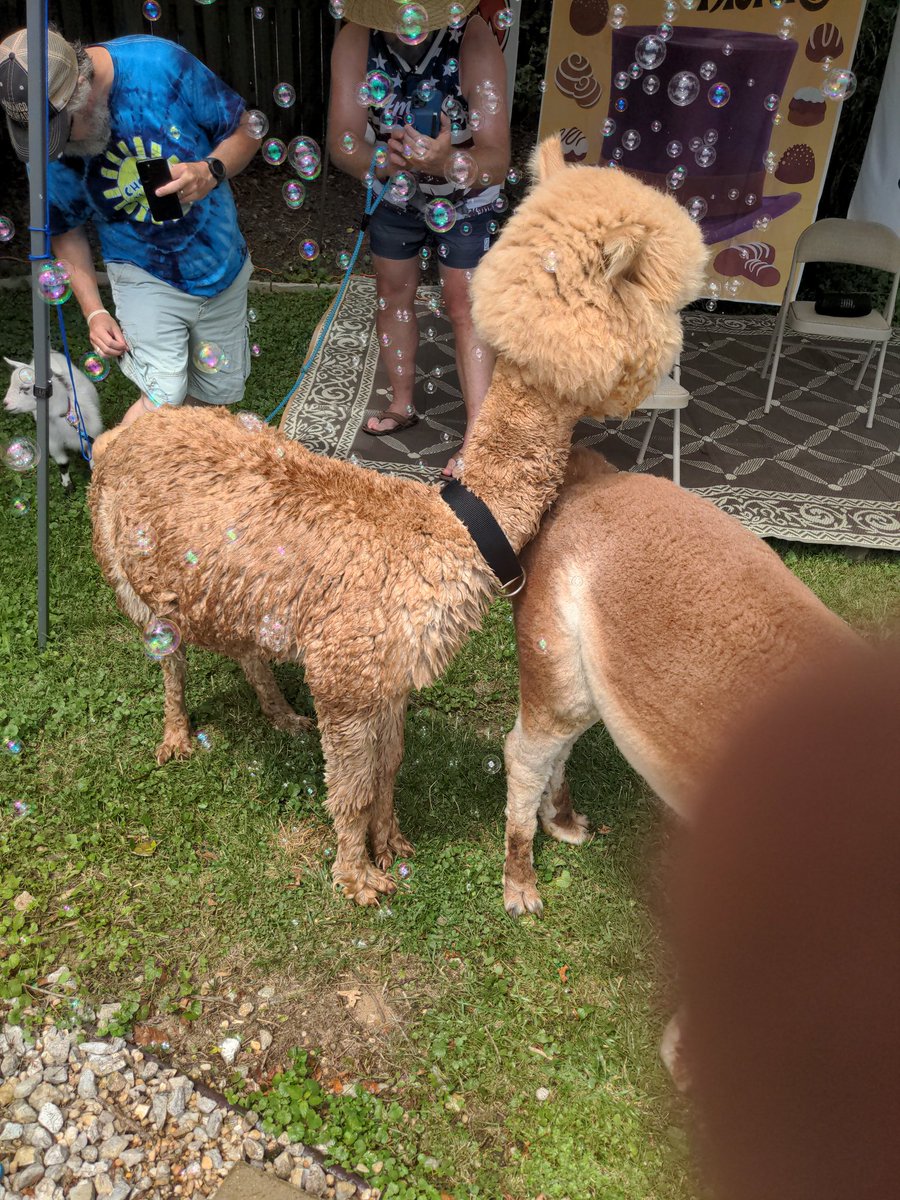 Guess WHO decided to jump in a pool? Not our portable pet-pool, but a big house pool 💦. This boy. 😑 We're pleased to say now we offer pool time with alpacas, apparently. 😂