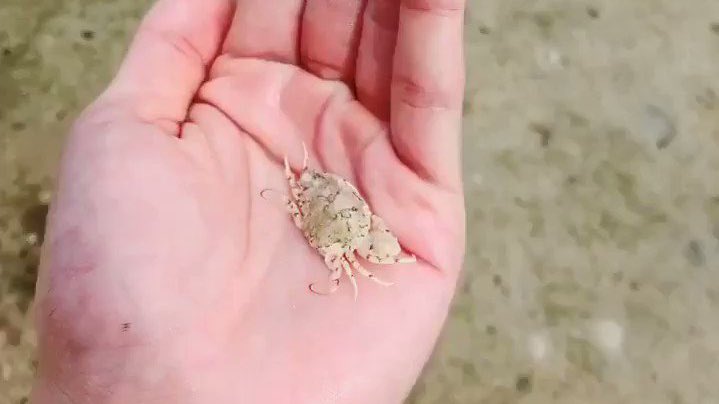 galleryofRM's tweet photo. namjoon and his love for crabs🦀🥹 https://t.co/Z7DjAX1k49