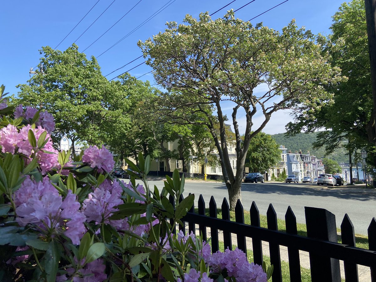 🌳🌸🌞🌸🌳 

#InnkeeperDuringAGlobalPandemic #StJohns #StJohnsNL #Newfoundland #NewfoundlandAndLabrador #NewfoundlandAndLabradorTourism #TourismNL #ExploreNL #NL #YYT