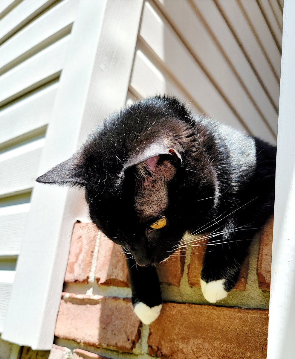 Bug hunting 😼 #cats #tuxedocat #frontporch #catoftheday #sundayfunday #sunday