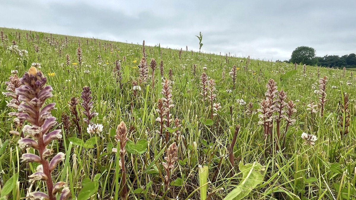 A field full of common broomrape Orobanche minor in the Cotswolds for #wildflowerhour #parasiticplants @wildflower_hour @BSBIbotany