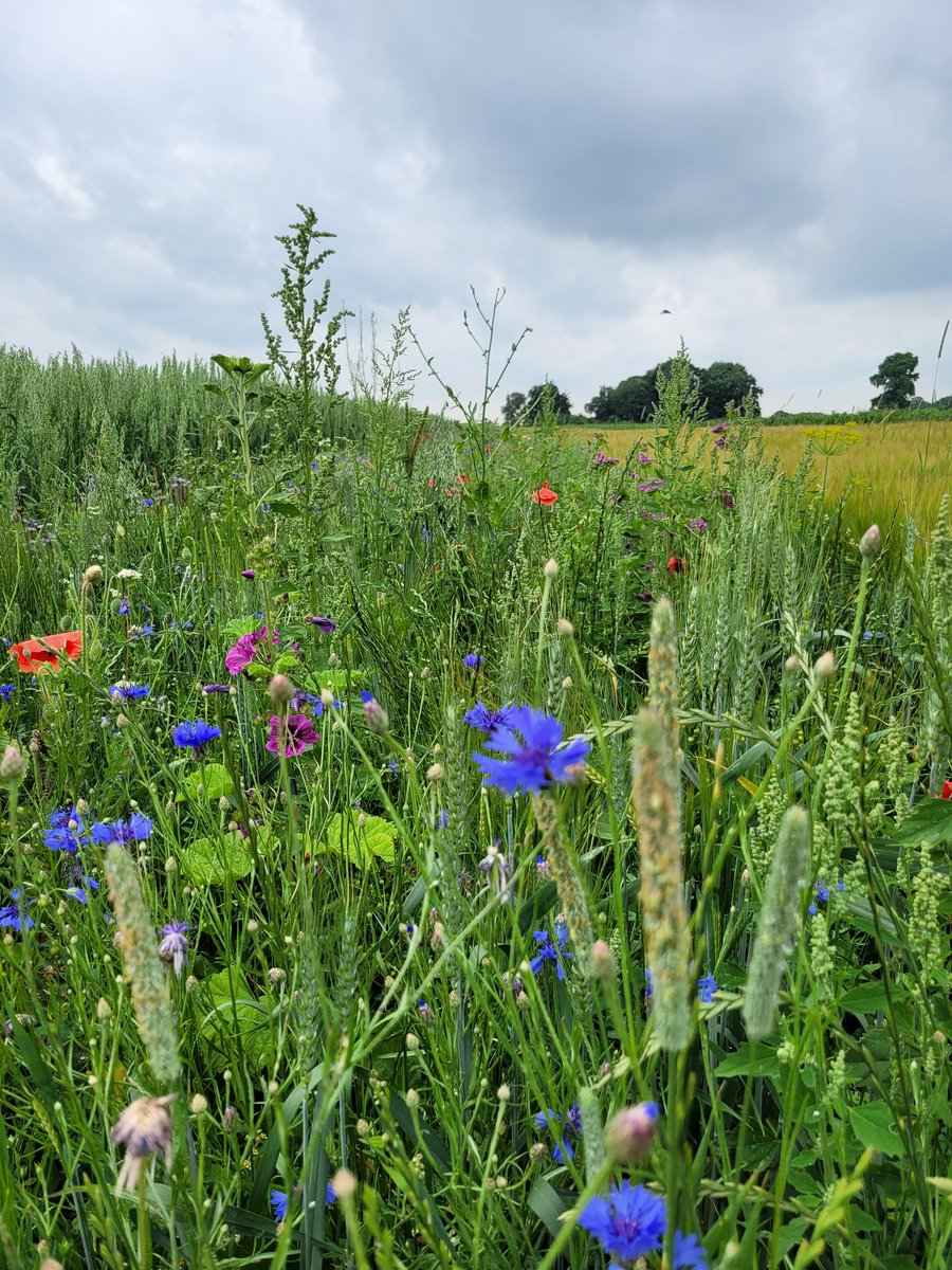 23 juli organiseert de Zenderense Es een zomerwandeling bij de strokenteelt achter ‘t Hoogspel in Delden. Tijdens deze wandeling wordt uitgelegd wat het effect van strokenteelt is op de natuur.  Aanmelden via de website: zenderensees.nl/seizoenwandeli…