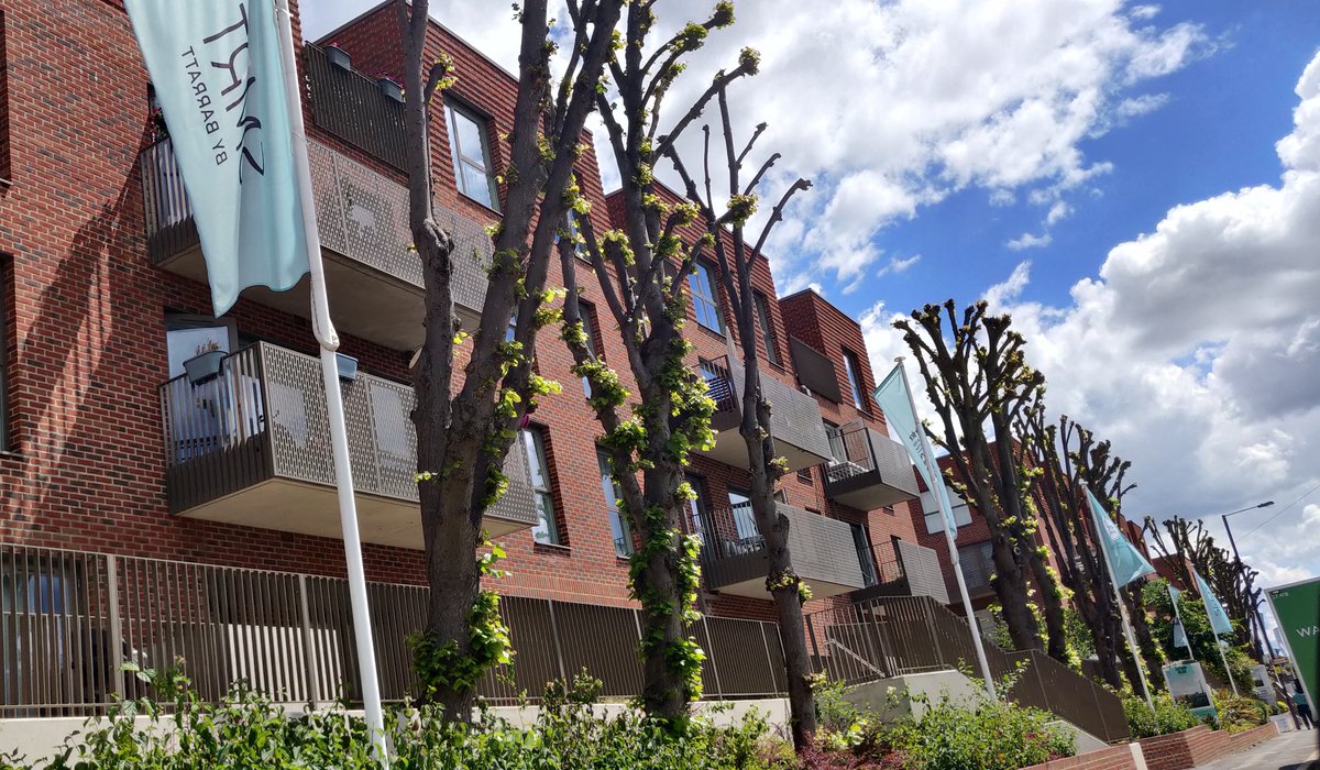 HarrowGreens's tweet photo. Trees running along Harrow View on the Kodak site, which were saved from the developers chop in 2020, have been #pollarded during summer nesting season.
These trees have Tree Preservation Orders & permission for work must be granted by @harrow_council - did that happen? #Harrow https://t.co/sqt6fu64oy