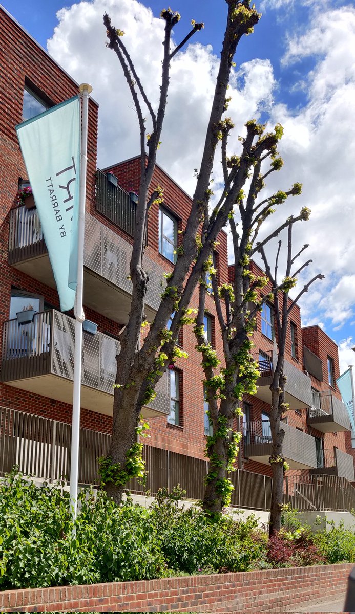 HarrowGreens's tweet photo. Trees running along Harrow View on the Kodak site, which were saved from the developers chop in 2020, have been #pollarded during summer nesting season.
These trees have Tree Preservation Orders & permission for work must be granted by @harrow_council - did that happen? #Harrow https://t.co/sqt6fu64oy