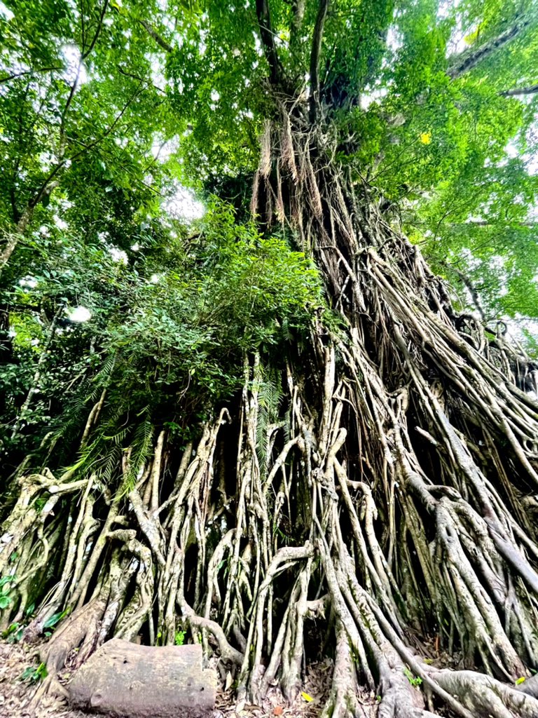 egshin0921's tweet photo. 波乗りしにBalerまで行ってみたら
いろんなマイナスイオンと触れ合えた
#baler #mangrove #diguisitfalls #baletetree https://t.co/phxWvAuCmn