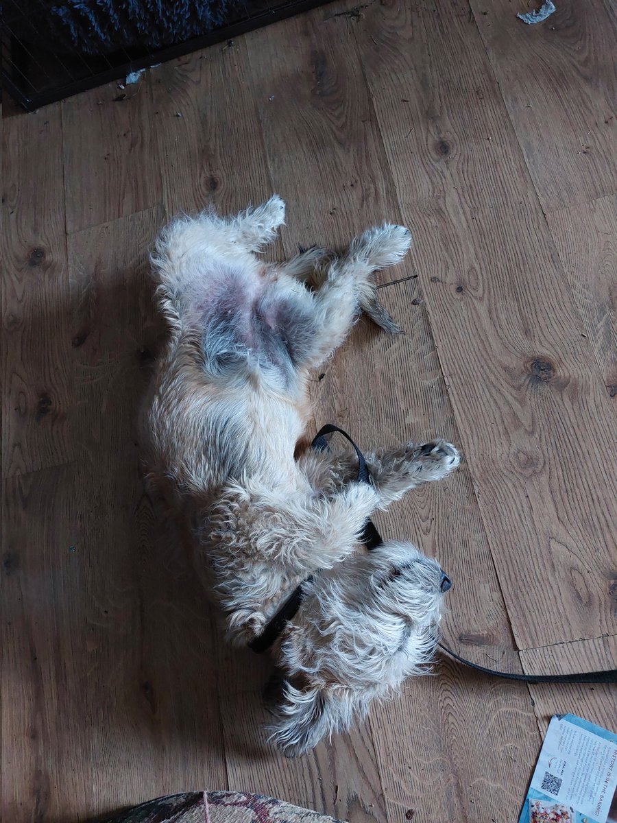 <a href="/Marc_Hadley/">Baron Mazzashow 💙</a> 5months old -think I'd quite like a beloved dog's life! 🙌