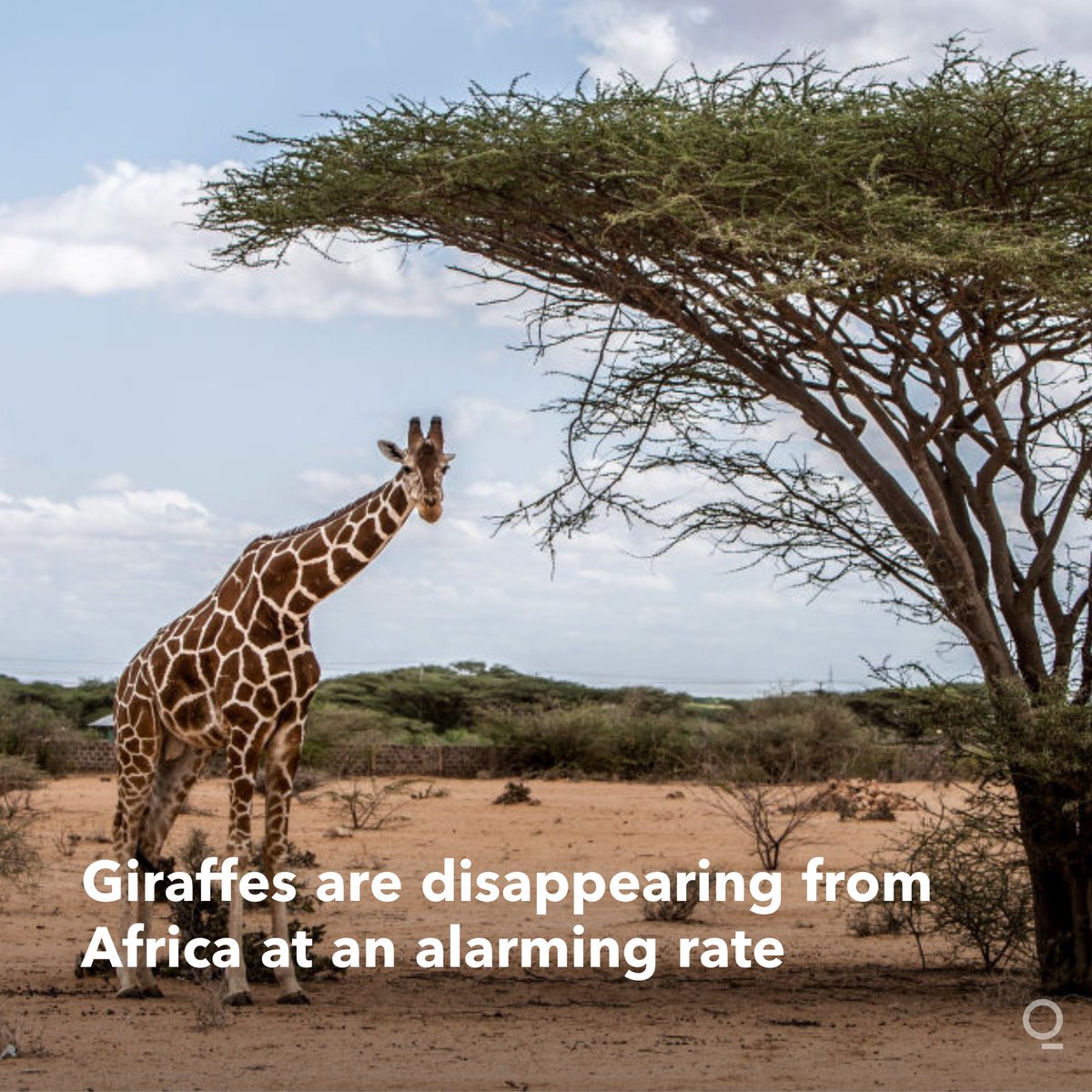 bbgoriginals's tweet photo. 🦒 About 117,000 giraffes remain in Africa, a drop of nearly 40% from 35 years ago, according to the latest estimates from the Giraffe Conservation Foundation https://t.co/TbaMwXMikZ https://t.co/ssRtlQGsvd