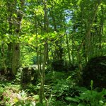 ツイートに含まれる画像