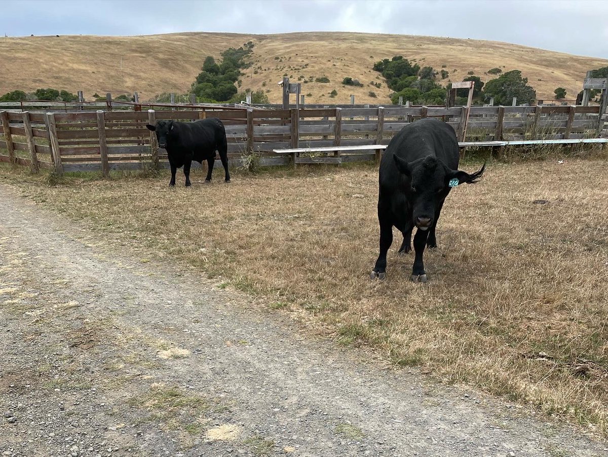 JiulingYang's tweet image. This fluffy wild animal almost got into a fight with a cow.