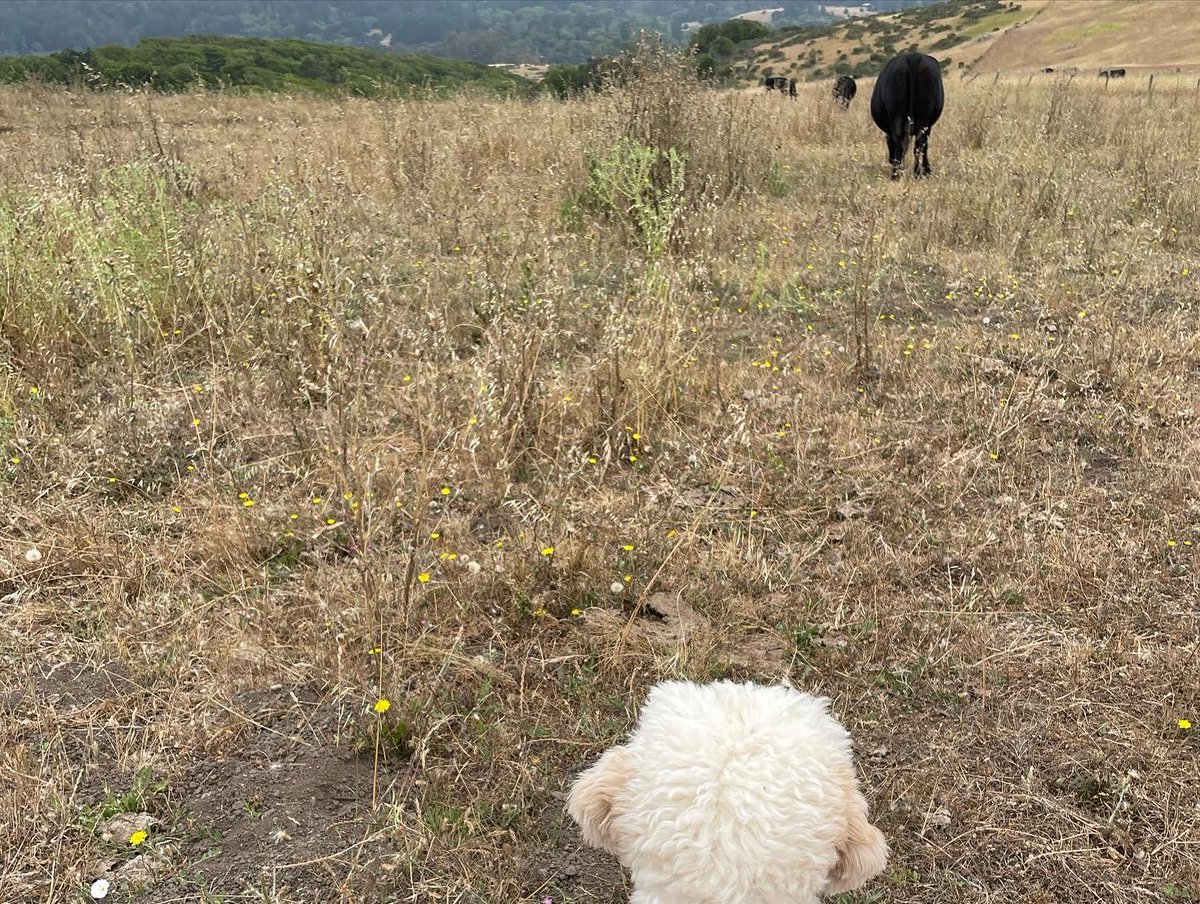 JiulingYang's tweet image. This fluffy wild animal almost got into a fight with a cow.