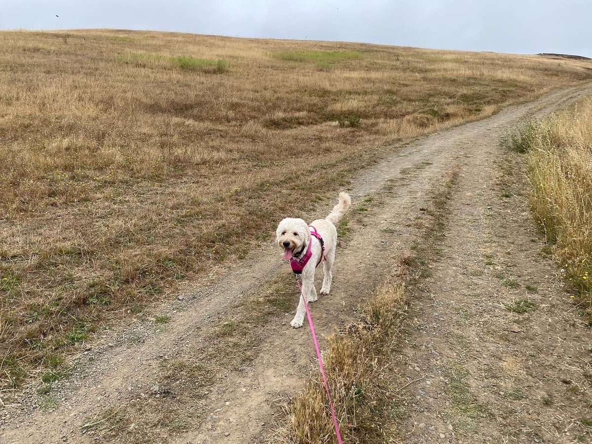 JiulingYang's tweet image. This fluffy wild animal almost got into a fight with a cow.