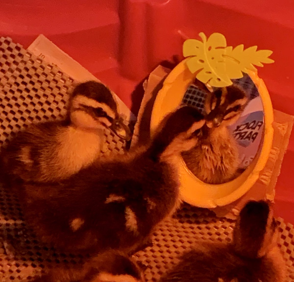 pat tobin on Twitter "Ducks like mirrors and reflective surfaces so we got our ducklings a tiny