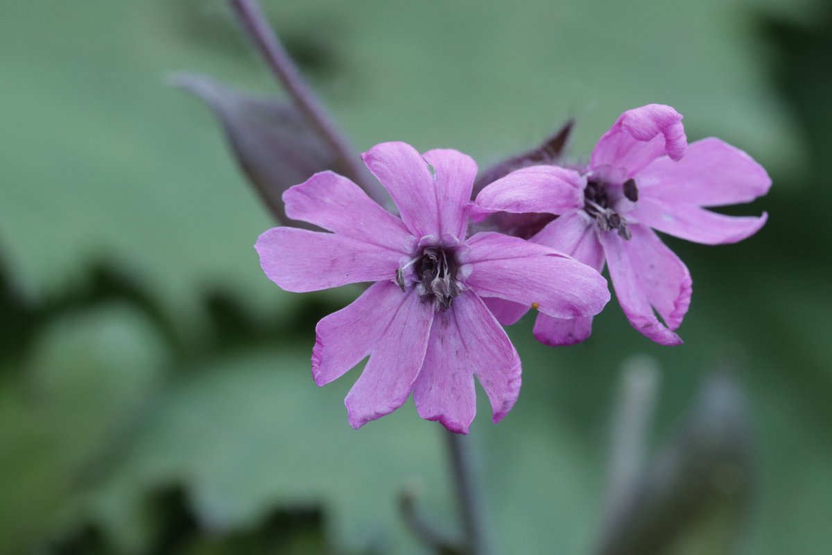 RPilze's tweet photo. Microbotryum silenes-dioicae ex Silene dioica

#Silenedioica #Silene #RoteLichtnelke #RedCampion #Compagnonrouge #Microbotryumsilenesdioicae #Microbotryum #rust #rost #rustfungus #rostpilz #mushroom #mushrooms #fungus #fungi #pilz #pilze #champignons #champignon #nature #natur https://t.co/ZwlbSAObgc