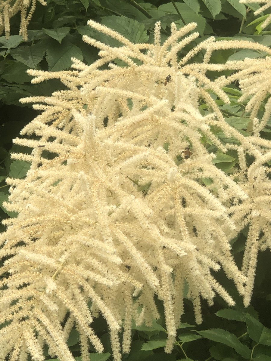 CanuckFarming's tweet photo. Look at those #pollinators all over this #goatsbeard in our #japanesegarden
#SimplyCanuck https://t.co/c7LoonZilv