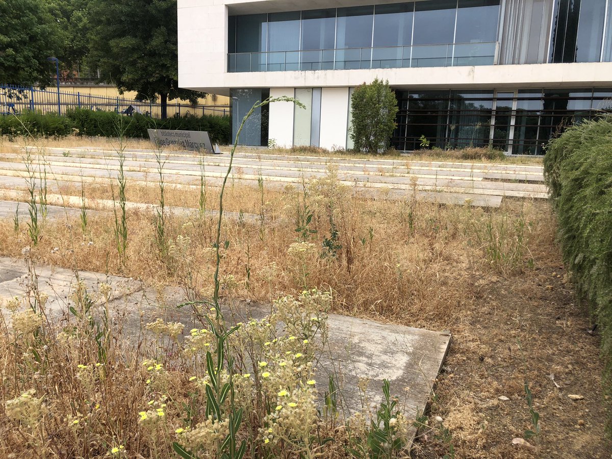 RInchausti's tweet photo. Hola @Ayto_Sevilla, Sr. @antoniomunozsev:
El estado de abandono y descuido del espacio de la biblioteca Felipe González Márquez es total. Me pregunto como se puede llegar a este nivel de pasotismo; menos mal que no se llama biblioteca Manuel Fraga Iribarne…
@EmergenciasSev https://t.co/DzzNFNwylZ