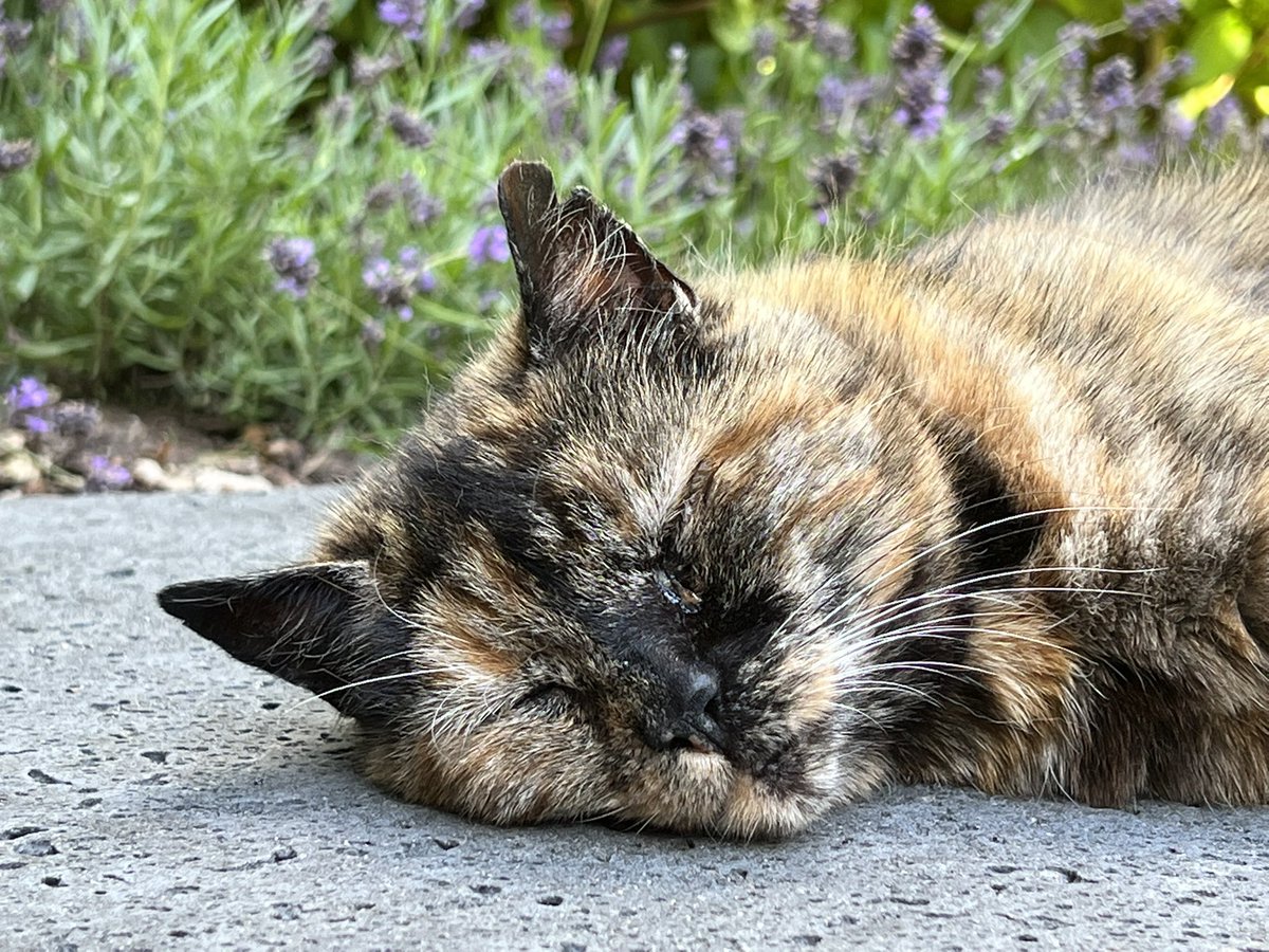 rmaessen's tweet photo. Unser Tiger genießt den Sonntag 😎 https://t.co/IswXU9tTxn