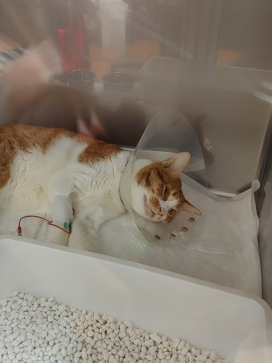 oozonoFamily's tweet photo. 酸素ハウスでしか
満足に呼吸ができない愛猫です。

リスクある輸血もしていかないといけない難病で
今の動物医学でも完治できないものです。

少しでも
解決できる知識や経験のある先生を探しています。

https://t.co/O9Wf5587CV https://t.co/mU8pxJvHUC