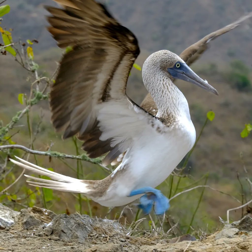 Yesterday I spend some time on the remote island of Isla de la Plata part of the Machalilla National Park along the southern coast of Ecuador.
Here are some its inhabitants, Blue-footed Booby and Magnificent Frigatebird.
#ecuador #seabirds #birdphotography