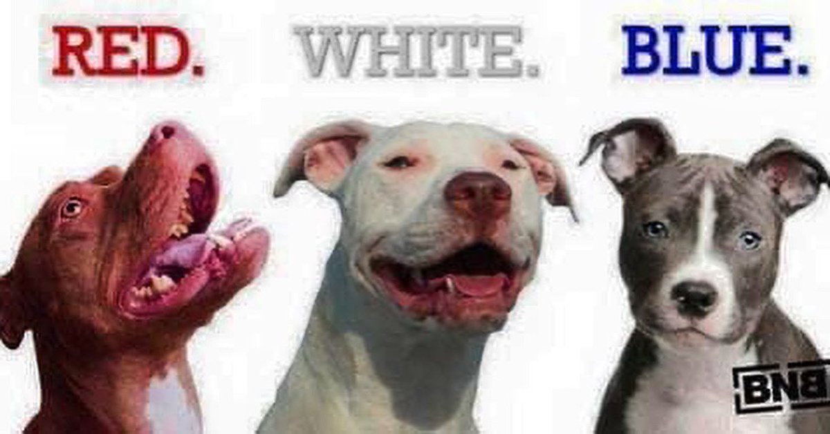 KristiK03286978's tweet photo. ~ Please please please make sure that you take care of your fur babies these next few days .. Because apparently, the 4th of July has been going on for the past 3 FREAKING WEEKS ๐ก ๐ฉ
๐บ๐ธ#redwhiteandblue #safeandsane #puppyXanax #kittycbd #pitbulllove https://t.co/ohcFtssErv