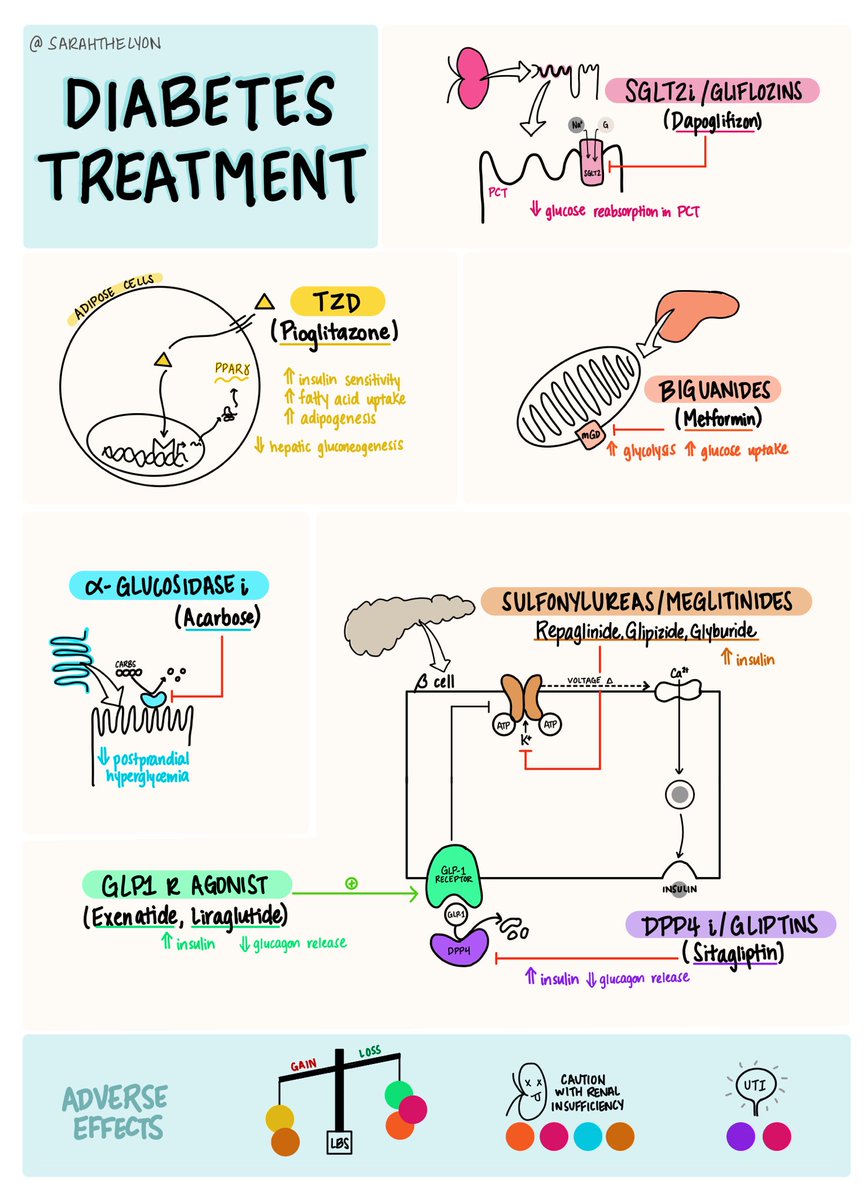 Mechanism of Action for Common Diabetes Meds! #MedEd #MedDoodles #endotwitter