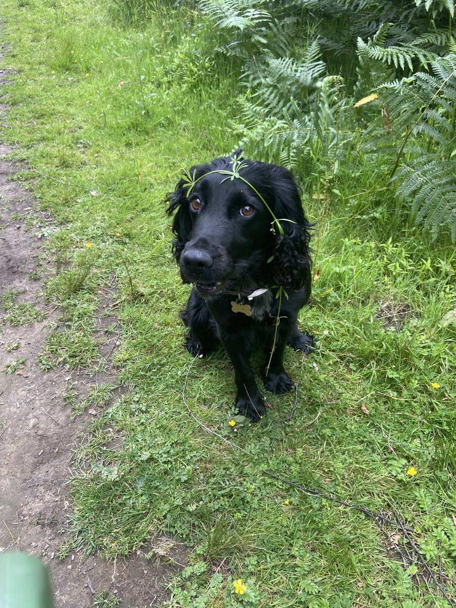 I have not been chasing a squirrel in the ferns.