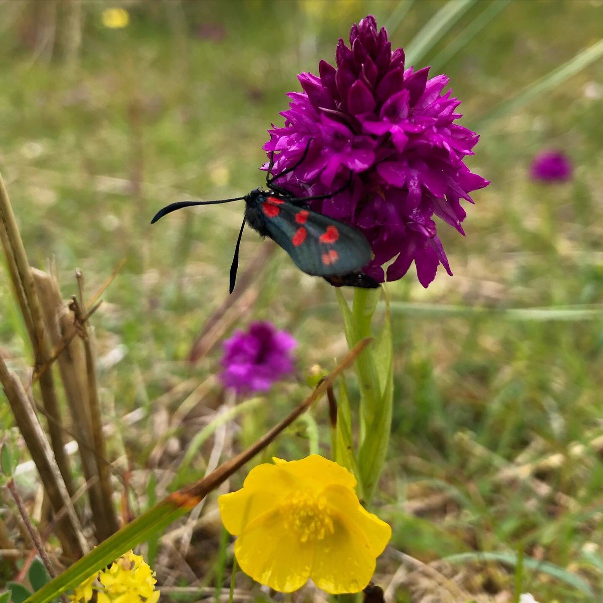 islayprints's tweet photo. So much incredible colour and beauty in the sand dunes of Islay - garden tiger and six spot burnet moths on pyramidal #orchids today.

#islay #butterflyconservation #gardentiger #sixspotburnet #wildlifeofscotland #scottishwildlife #argyll #wildflowerhour #moths #islayofislay https://t.co/Cq6nKvW0og