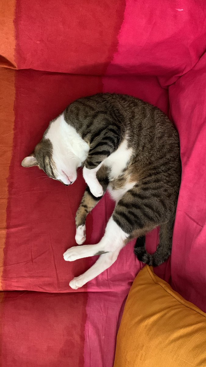 Iván ©️ tweet media