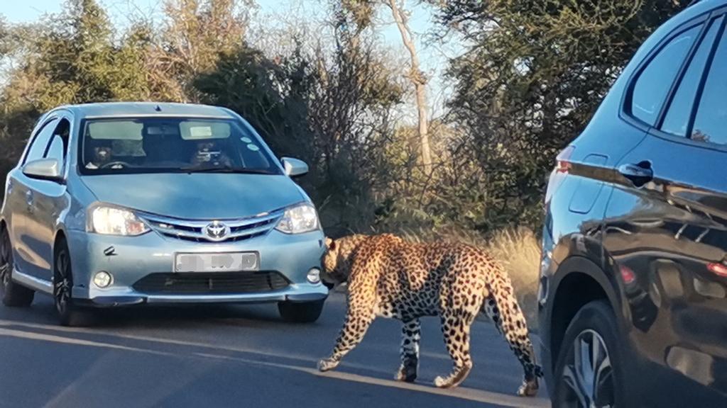 KrugerLowveld's tweet photo. Just another awesome Sunday in the Kruger National Park. How's your day going?
#krugernationalpark #sightings #wildlife #bigcatsofinsta #leopard #skukuza #naturephotography #mpumalanga #meetsouthafrica #gosouthafrica #travelready #lovethelowveld #krugerlowveld #itsinournature https://t.co/oCnwbpn72f