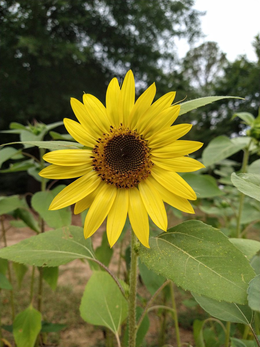 RachelRG's tweet image. First sunflower... YAY! 
#GardeningTwitter 
#summer
#sunflower