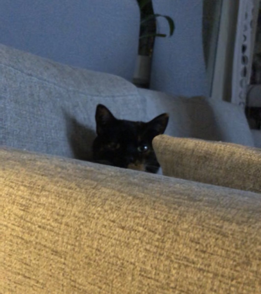 thelatesarah's tweet photo. I'm gonna use lova's cat as a meme now https://t.co/VhFvdjOH17