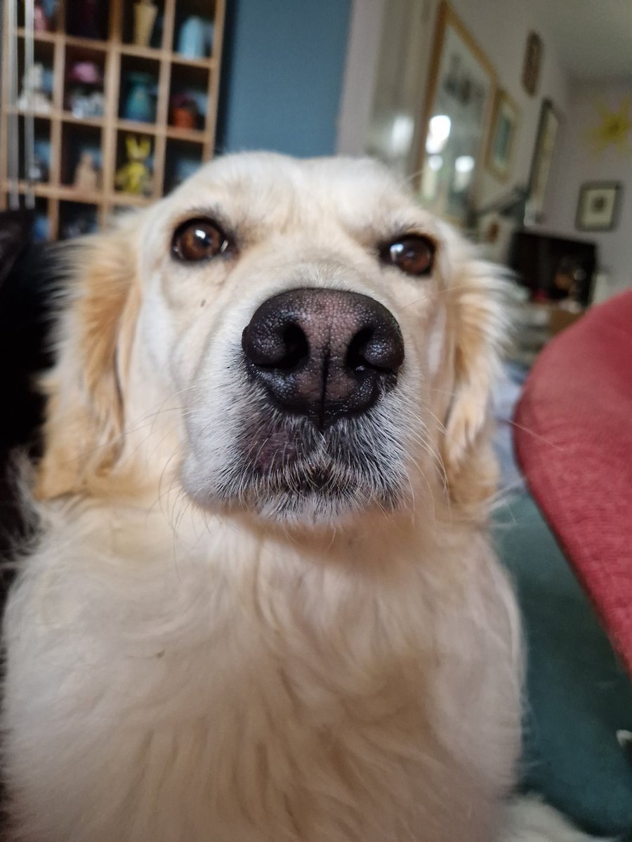 MillieDog12's tweet photo. They are making me watch tennis. Must chase ball ..... https://t.co/BzM7CqfEd8