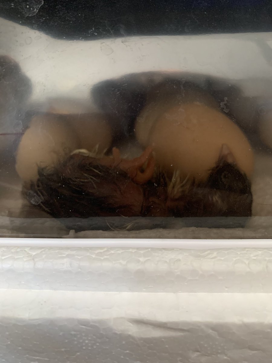 First chick has hatched 🐣 
#FarmLife #RanchLife #CryptoLife #Cryptocurency #NFTCommunity #Chickens #Homestead #Incubator #BeautifulBritishColumbia #NorthernLiving #YoungFarmers