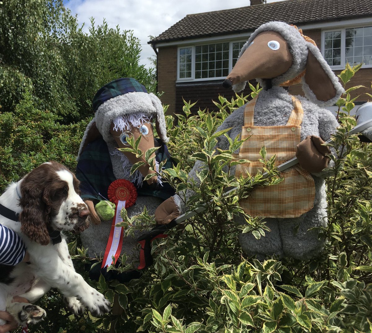 AdsDogCharlie's tweet photo. Pals I’ve had a pawsome day. I went to the #AppletonRoebuck #Scarecrow Festival &amp; met all sorts. https://t.co/vOjTqaJtY9